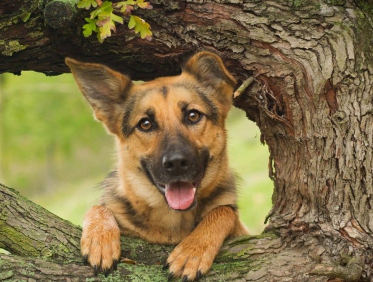 Баскская пастушья овчарка