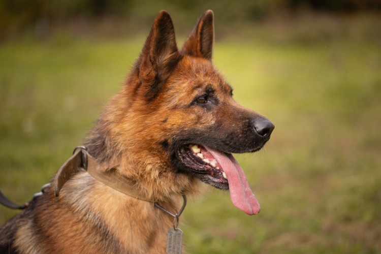 Бельгийская овчарка