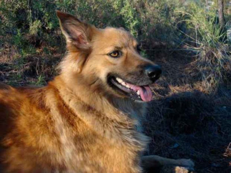 Гарафийская овчарка графиано