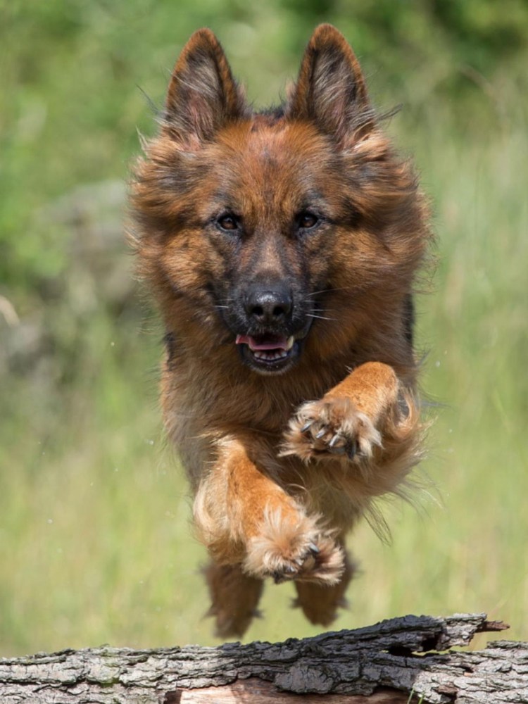Овчарка Дункан Мухтар