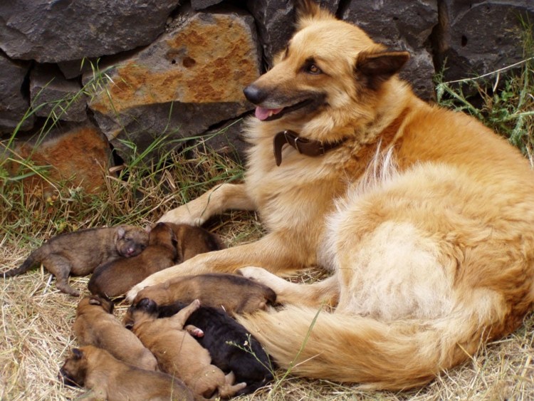 Баскская овчарка Баскская пастушья овчарка