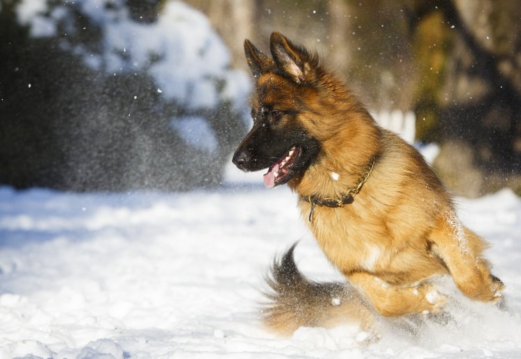 Гарафийская овчарка фото