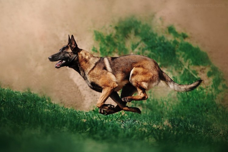 Испанская овчарка