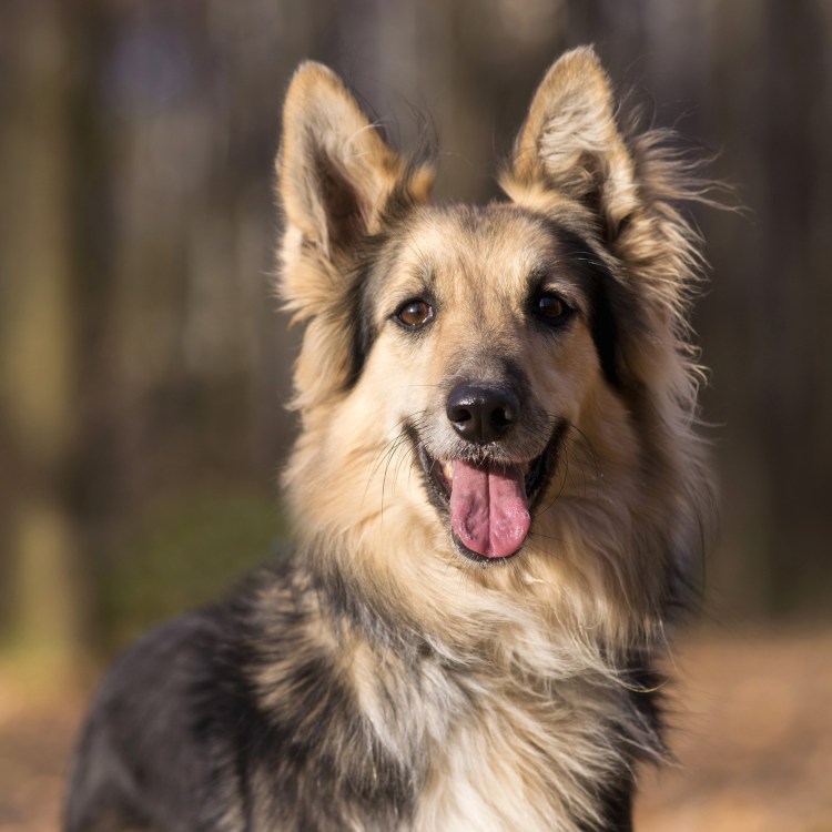 Баскская овчарка Баскская пастушья овчарка рыжая