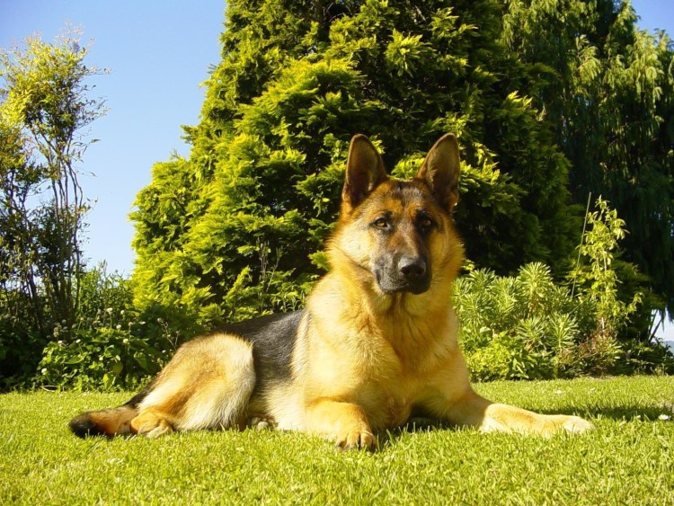 Баскская пастушья овчарка