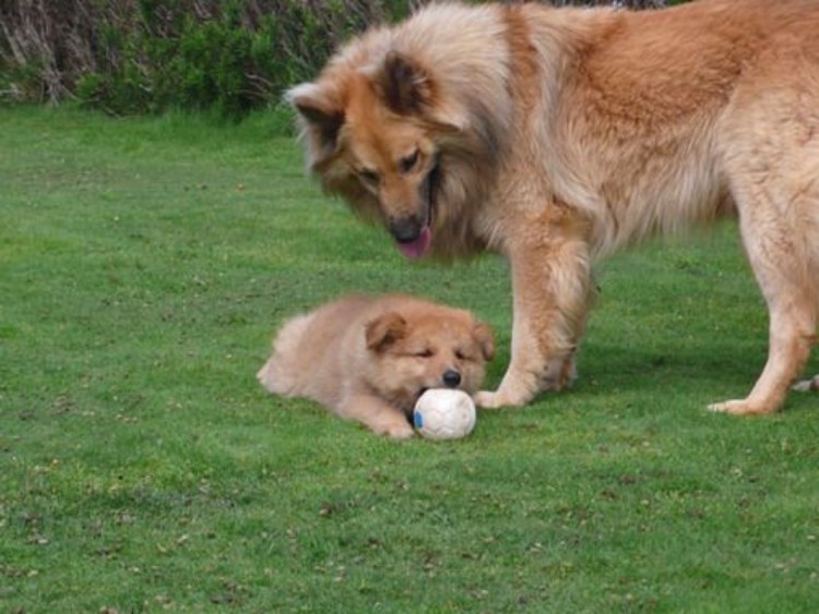 Баскская овчарка Эускаль артзаин тксакурра