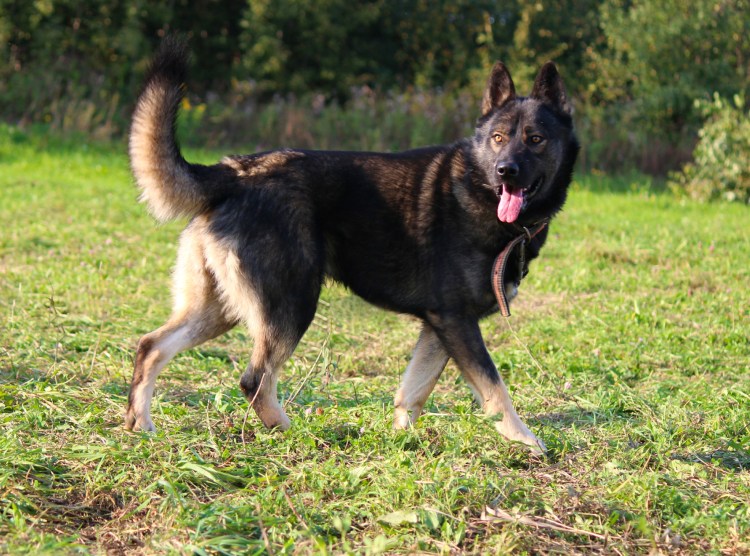 Хищные собаки домашние