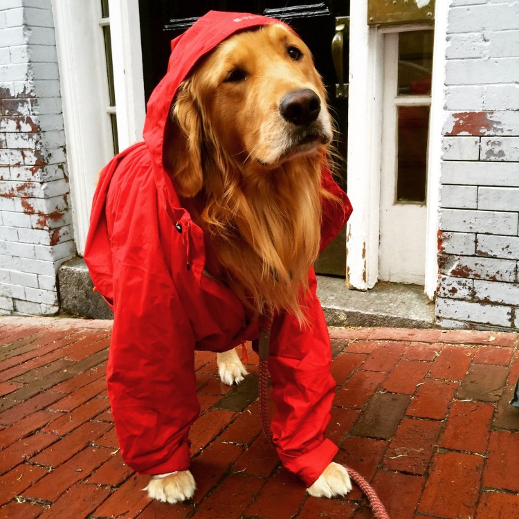 Влюбленные собаки