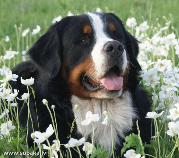 Альпийская овчарка Бернский зенненхунд