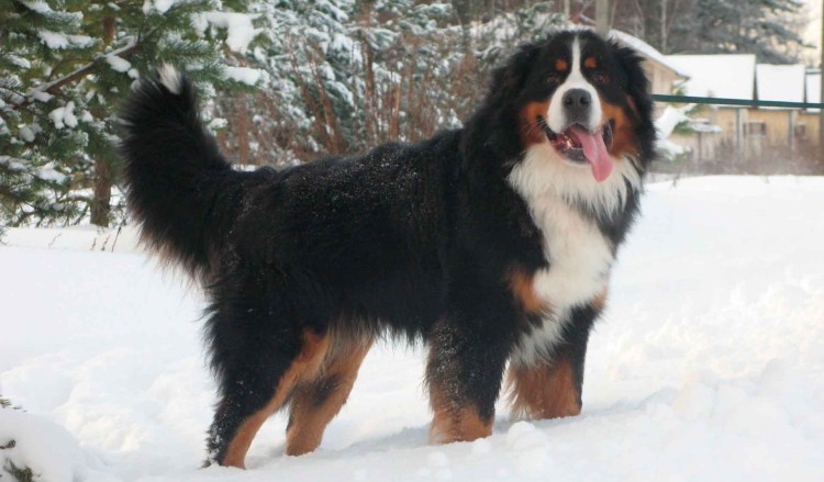 Барон счастливы вместе