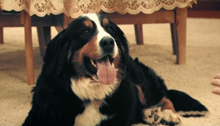 Собачьи истории