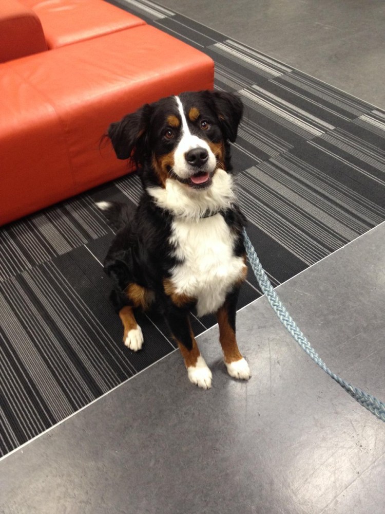 Бернский зенненхунд Барон букины