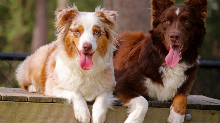 Бернский зенненхунд Барон