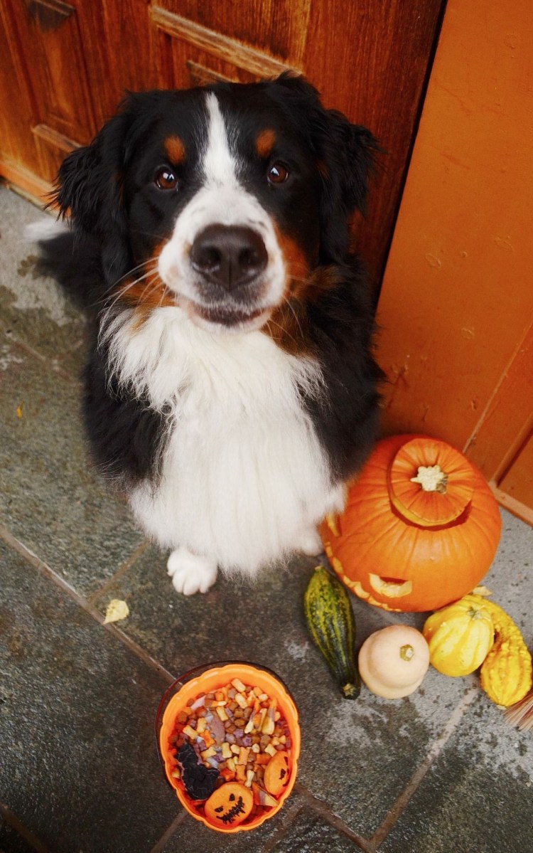 Собаки могут улыбаться