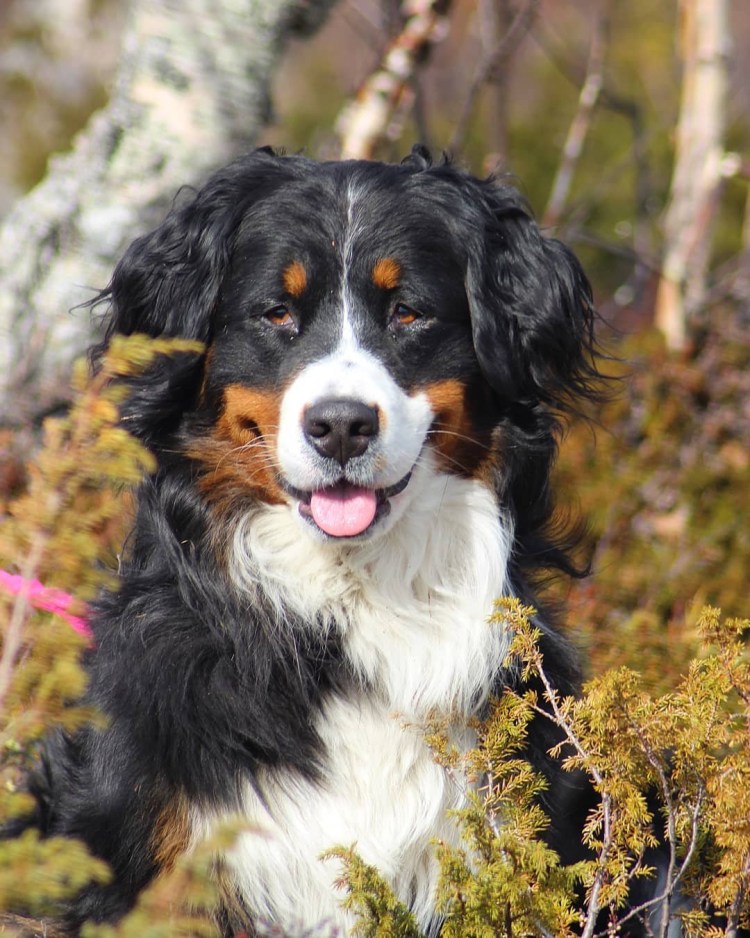 Альпийская овчарка Бернский