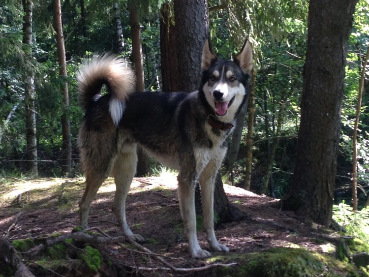 Метис хаски и овчарки