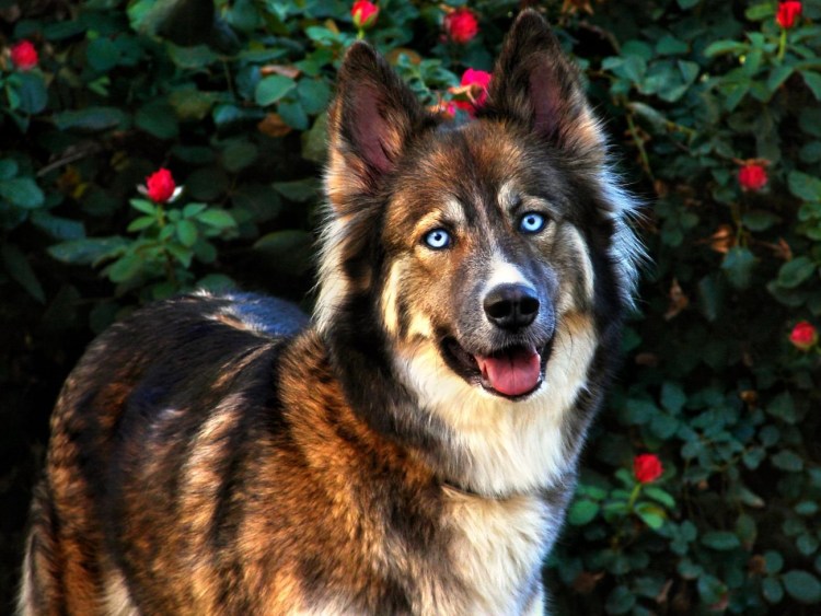 Герберийский шепски