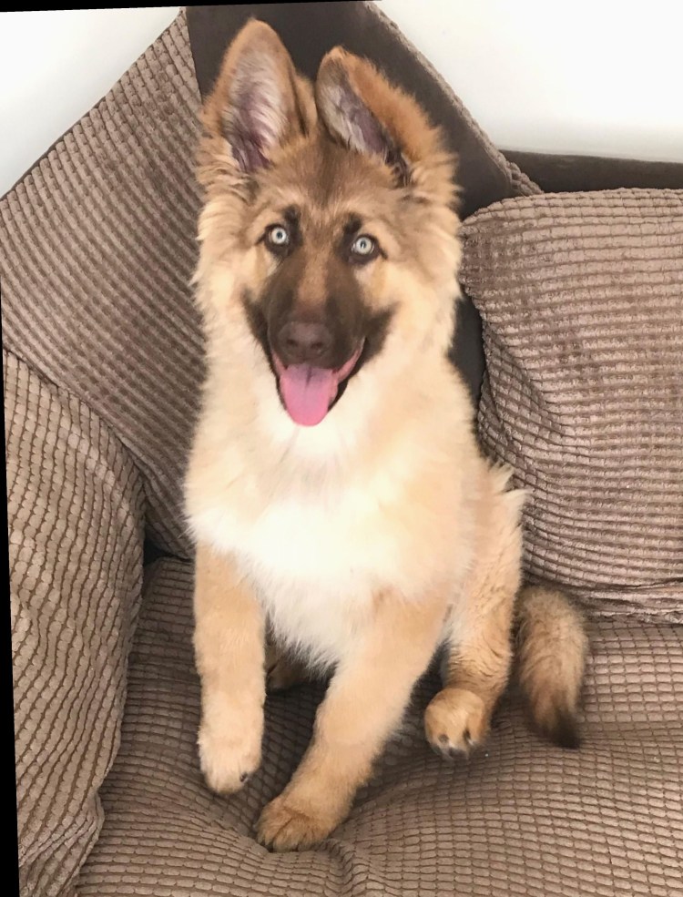 Метис Восточно европейской лайки