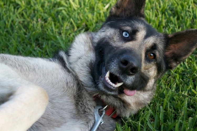 Метис хаски и овчарки