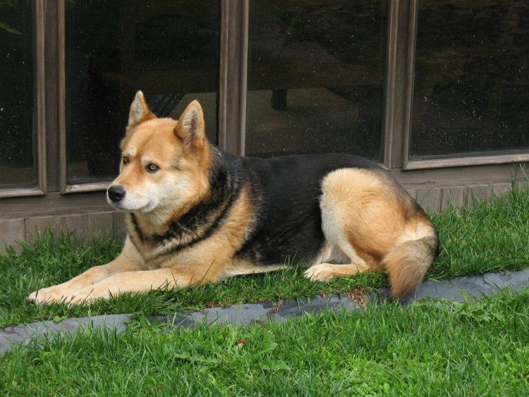 Герберийский шепски