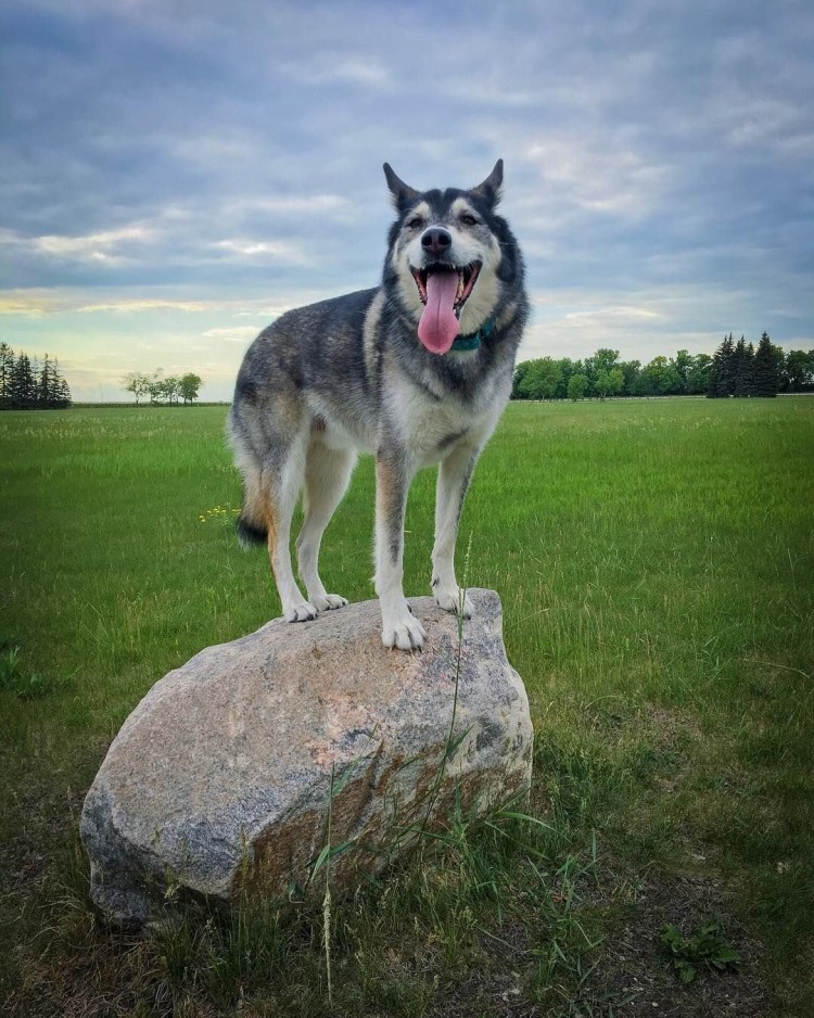 Хаски и овчарка