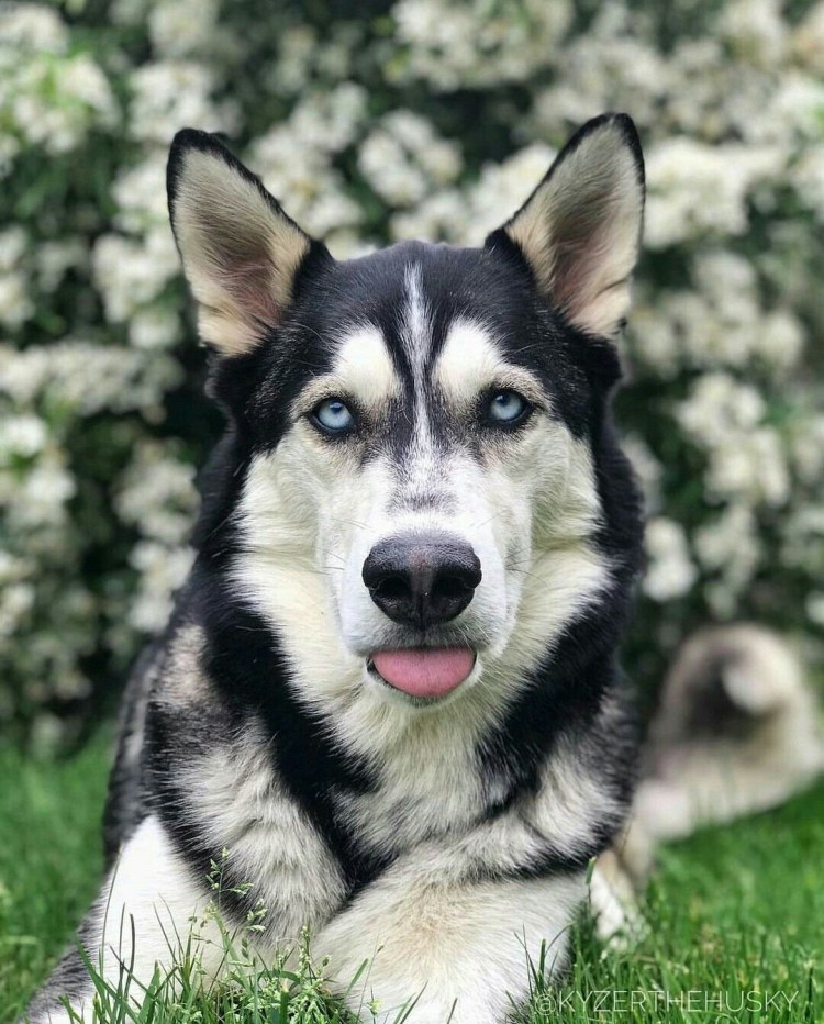 Герберский шепски