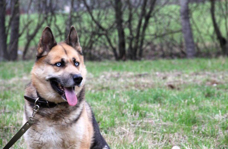 Сибирский хаски метис овчарки