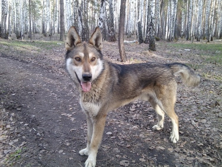 Сибирская хаски с овчаркой