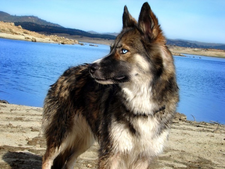 Помесь хаски и овчарки