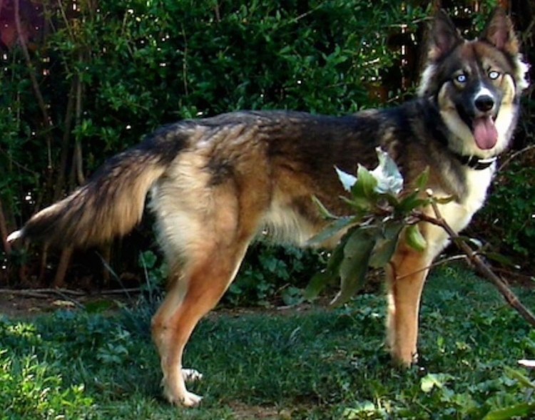 Метис овчарки щенок 3 месяца