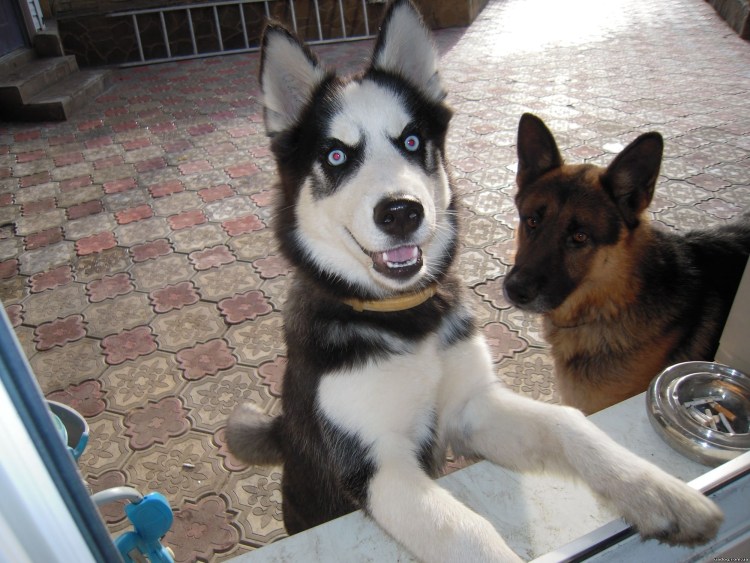 Герберийский шепски