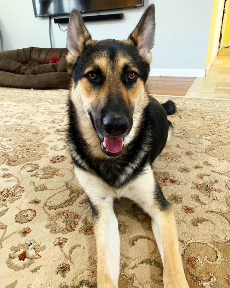 Герберийский шепски