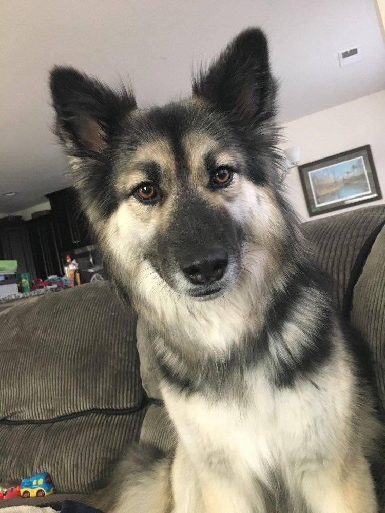 Австралийский Шепард помесь хаски