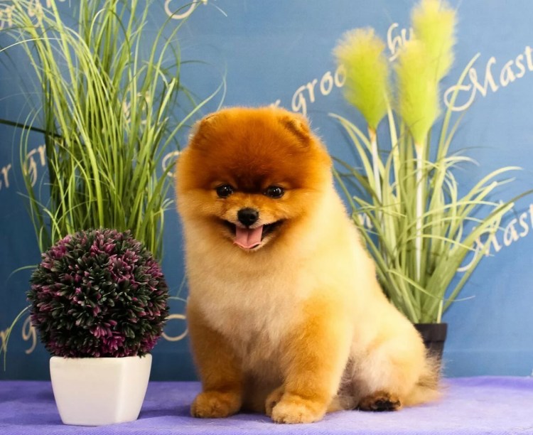 Померанский шпиц подстриженный