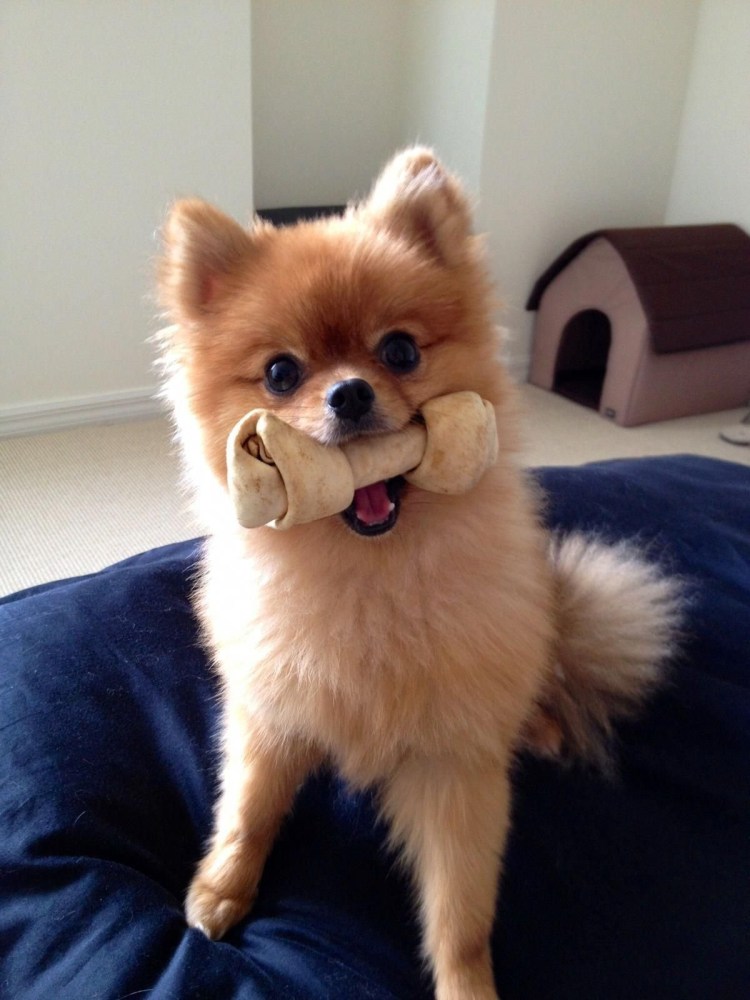 Померанский шпиц БОО