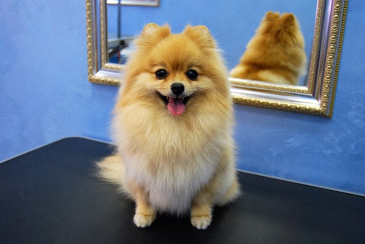 Померанский шпиц стрижка