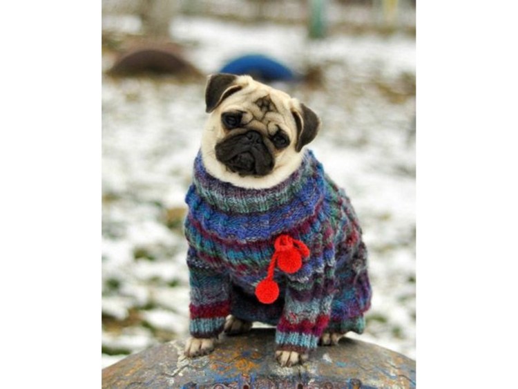 Одежда для МОПСА девочки вязаная