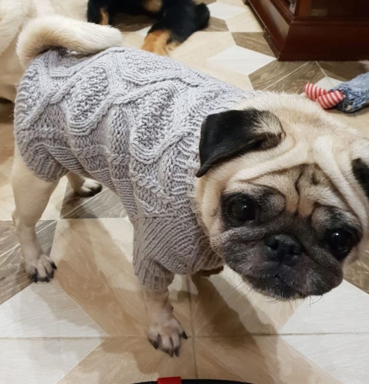 Свитер для МОПСА