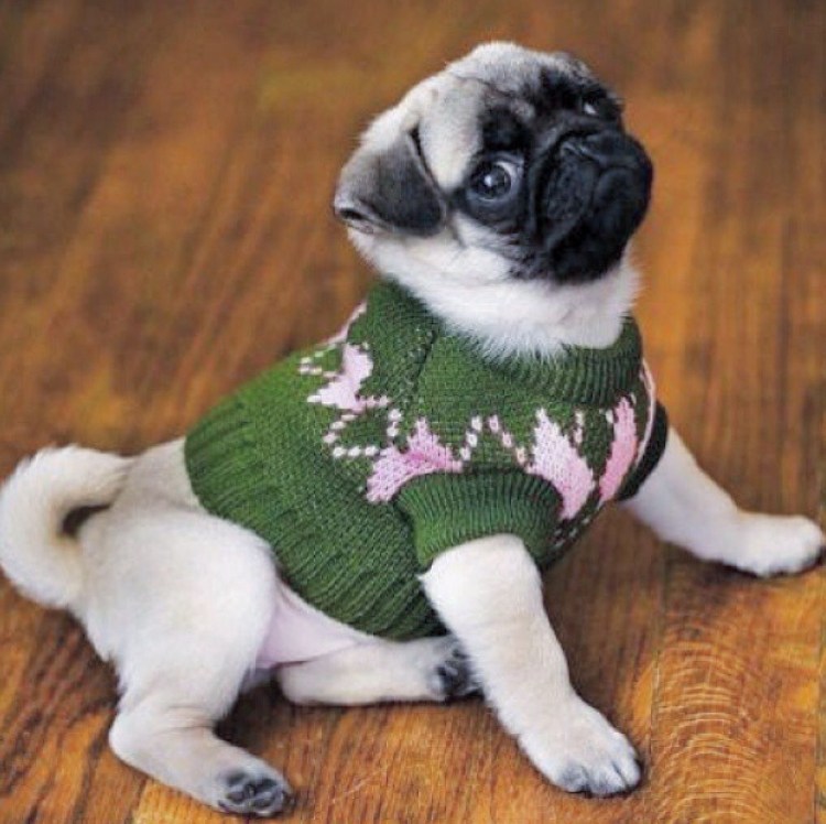 Свитерок для МОПСА