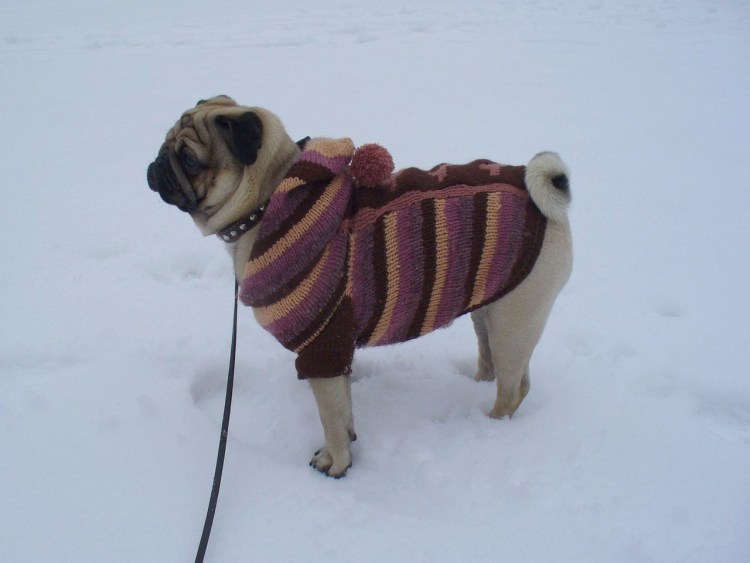 Вязаные вещи для МОПСА