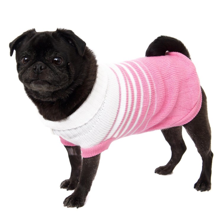 Мопс в кофте