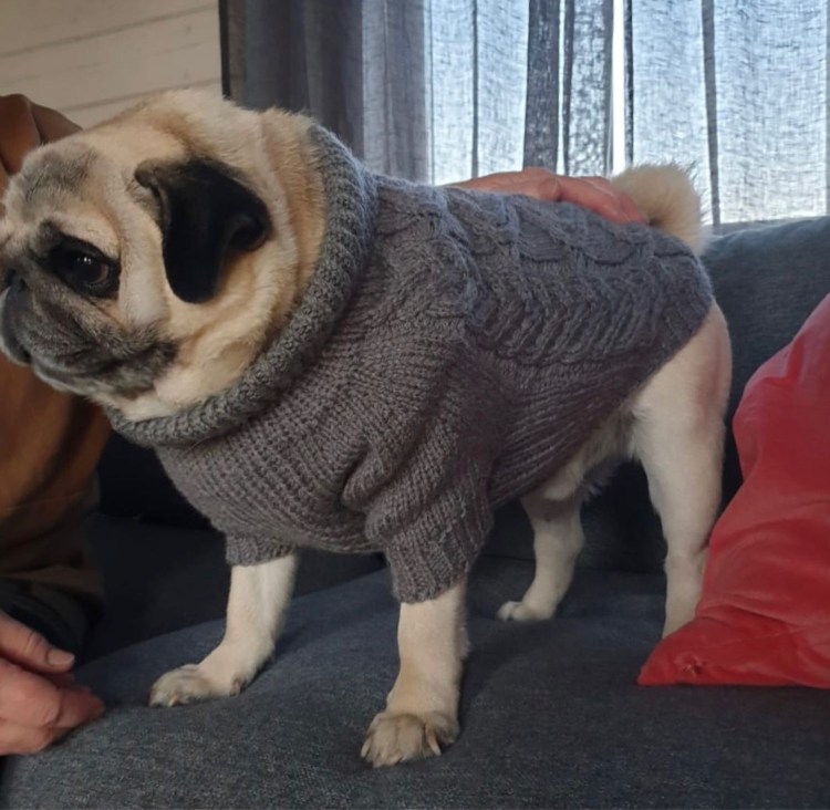 Свитер для МОПСА