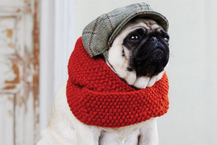 Вязаная свитер для МОПСА