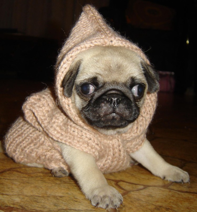 Мопс Мерлен