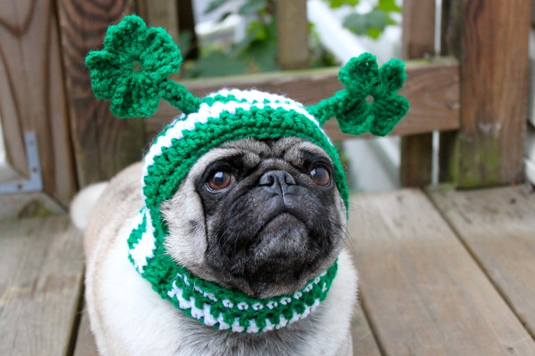 Мопс в шапке