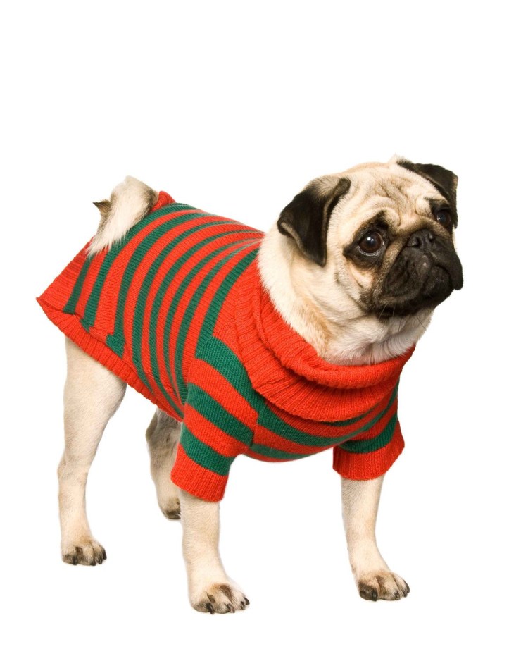 Мопс в костюмчике