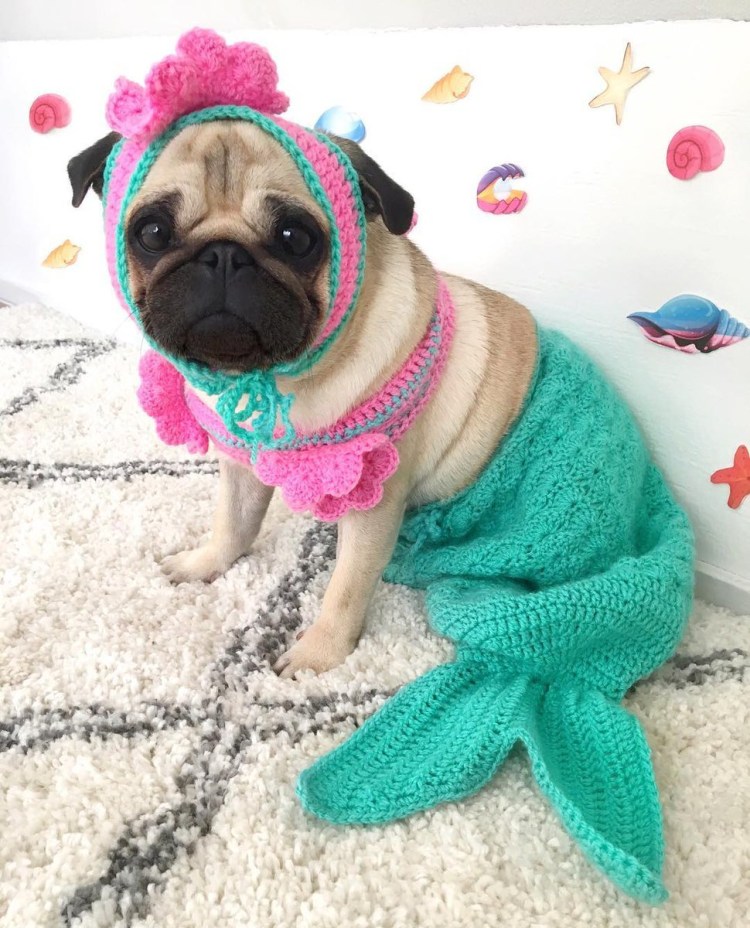 Вязаная одежда для мопсов схемы