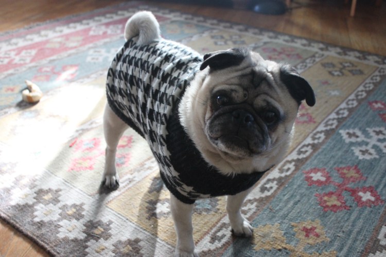 Одежда для МОПСА мальчика своими руками