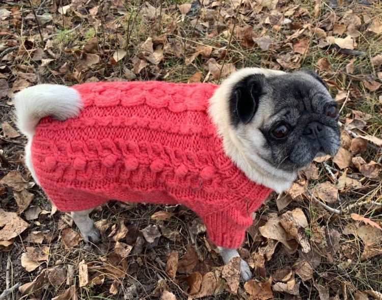 Свитер для МОПСА