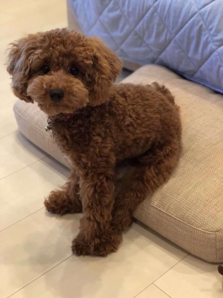 Малый пудель стрижка Тедди